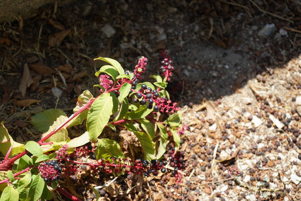 Phytolacca americana grows in August in the medieval town of Rhodes. Phytolacca americana, American pokeweed, pokeweed, poke sallet, pokeberry, dragonberries, pigeonberry weed, inkberry is a plant in the pokeweed family Phytolaccaceae. Rhodes, Greece - Photo, Image