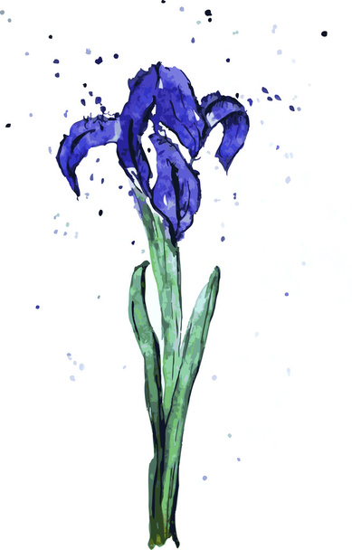 Iris acuarela azul con contorno
 - Vector, Imagen