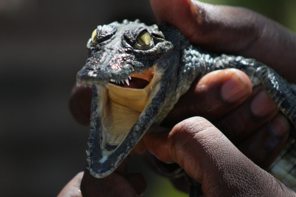 Bébé Crocodile à bouche ouverte
 - Photo, image