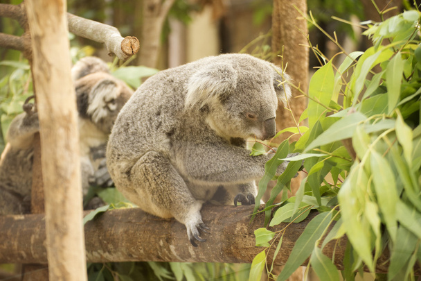 Koala manger des feuilles d'eucalyptus
  - Photo, image
