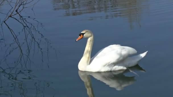 Mute Swan - Footage, Video