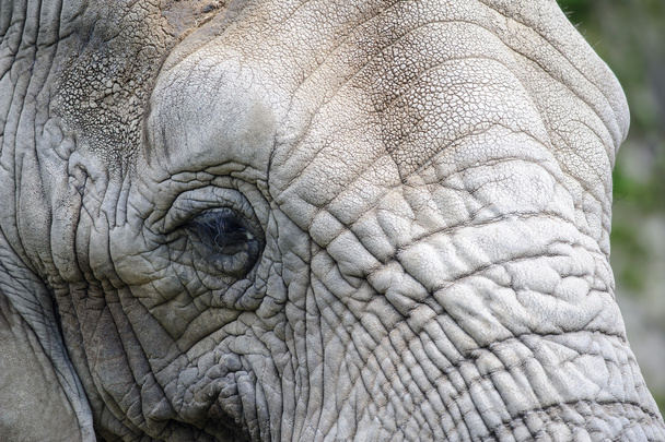 Closeup elephant head - Φωτογραφία, εικόνα