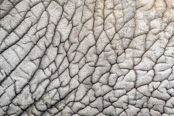 Modello di natura della pelle elefante
 - Foto, immagini