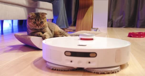 Een huiskat kijkt nauwlettend toe als een robot stofzuiger werkt op een houten vloer in een moderne woonkamer, presentatie van smart home technologie. - Video