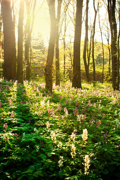 Foto vívida de floresta de primavera e raios de sol
 - Foto, Imagem