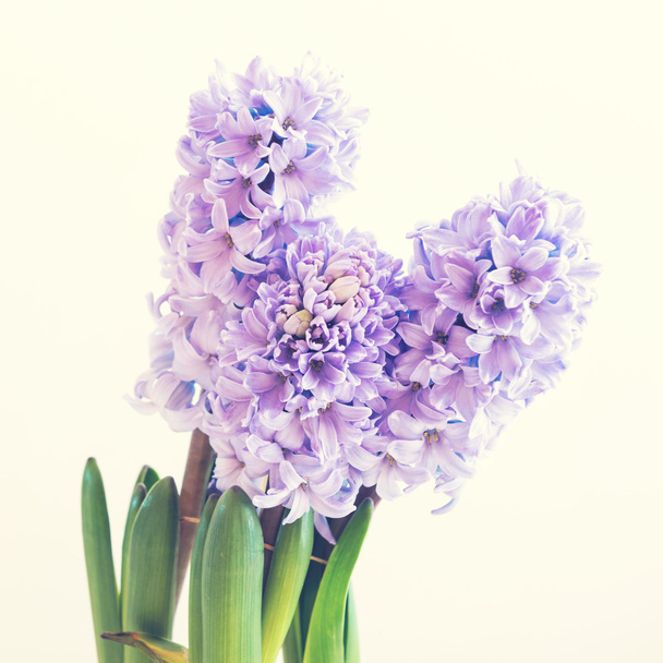 Hyacinth growing in  pot - Zdjęcie, obraz