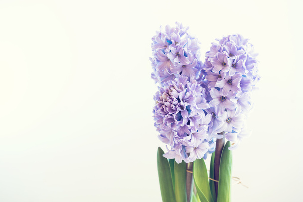Hyacinth growing in  pot - Photo, image
