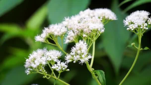 Eupatorium perfoliatum (boneset, boneset, aguefweed, feverwort, εφίδρωση φυτών). Αυτό το φυτό εφαρμόζεται εκχυλίσματα για πυρετό και κοινό κρυολόγημα - Πλάνα, βίντεο