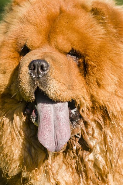 Portrait de chien Chow Chow
 - Photo, image