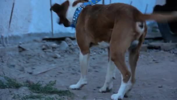 gra z psem na ulicy - Materiał filmowy, wideo