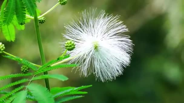 Kaliandra putih (Calliandra tetragona, Zapoteca tetragona) virág. Calliandra egy növény, amely széles körben ültetett sziklák ellenállni erózió. - Felvétel, videó