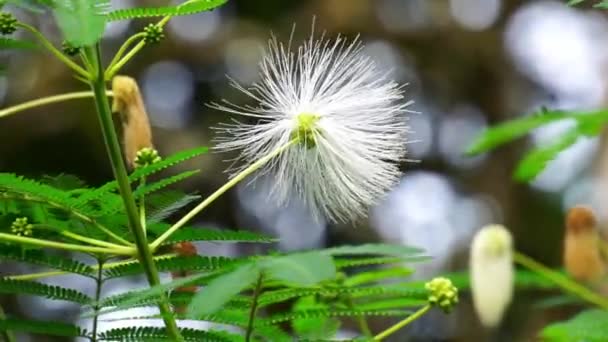 Kaliandra putih (Calliandra tetragona, Zapoteca tetragona) virág. Calliandra egy növény, amely széles körben ültetett sziklák ellenállni erózió. - Felvétel, videó