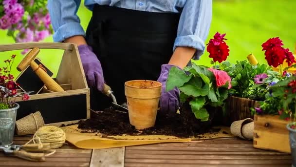 Work in the garden, planting pots - Footage, Video