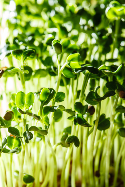 Nutritious green sprouts - Фото, зображення