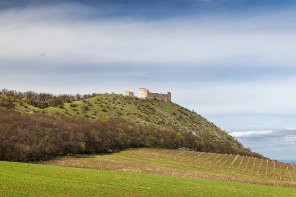 Le rovine del castello Devicky sulle colline Pavlov sopra il vigneto in Moravia meridionale, Repubblica Ceca, Europa. - Foto, immagini