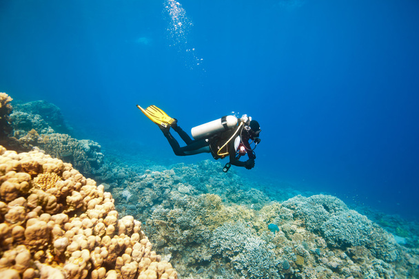  Scuba diver swimming under water and examines the seabed - Photo, Image