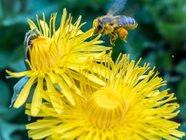 Пчела на цветке
 - Фото, изображение