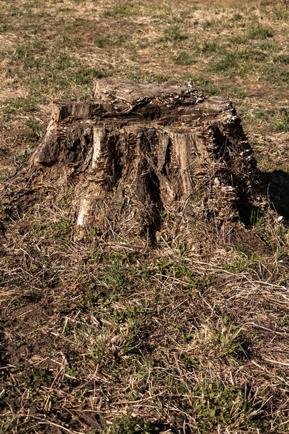 eski ağaç kütüğü - Fotoğraf, Görsel