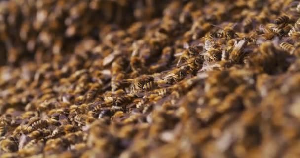 Bijen in de bijenstal werken en produceren honing - Video