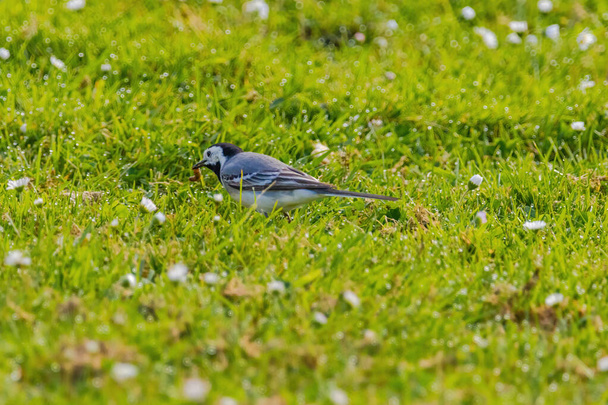 A small bird white wagtail is walking through a field of grass and flowers. The scene is peaceful and serene, with the bird being the main focus of the image - Foto, afbeelding