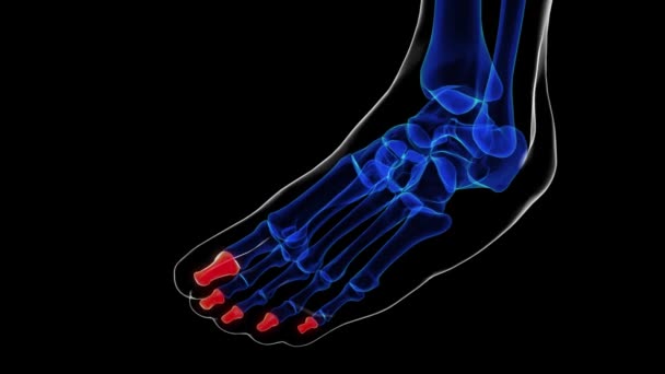 Medikal konsept 3 boyutlu animasyon için Distal falanks ayak kemikleri anatomisi - Video, Çekim