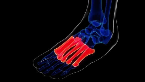 Tıbbi Kavram 3 boyutlu animasyon için metatarsal ayak kemikleri anatomisi - Video, Çekim