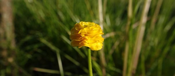 Buttercup ranunculus flowers during spring flowering in the garden - Photo, Image