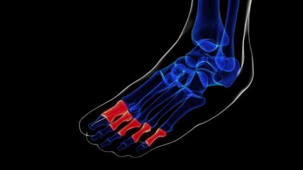 Tıbbi konsept 3 boyutlu animasyon için ayak kemikleri anatomi proksimal falanks - Video, Çekim
