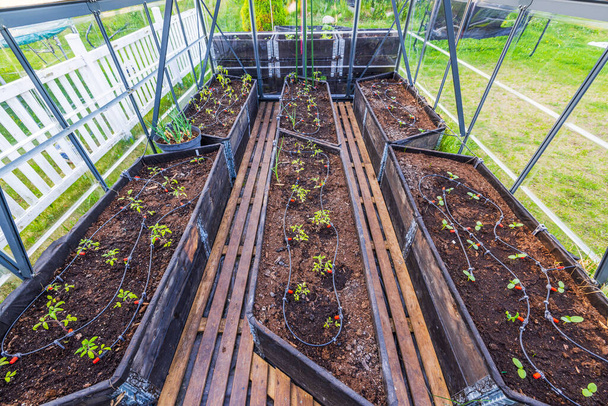 Close-up zicht op een kas uitgerust met een automatisch irrigatiesysteem, beplant met tomaat en komkommer zaailingen. Zweden. - Foto, afbeelding