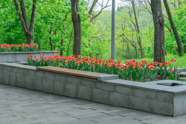 Dreieckige Steinbeete blühen Tulpen im Stadtpark. Grüne Blätter in Komposition mit roten Knospen. Steinmauer mit blühenden Tulpen im Garten. Natürliche florale Gestaltung Ornament und Architektur in der Stadt - Foto, Bild