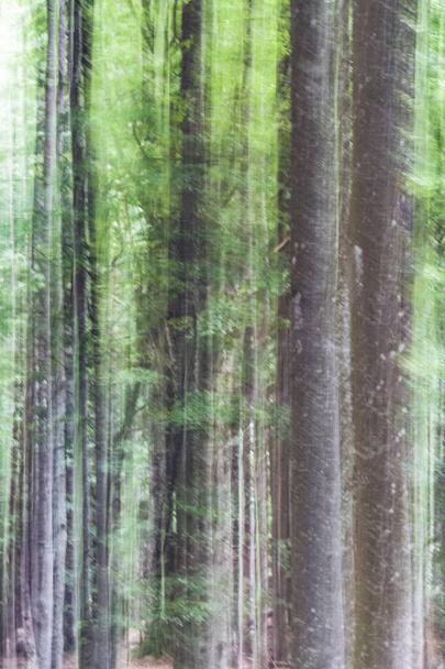 Abstracte opzettelijke camera bewegingsfoto met een bos. Moody griezelige fotografische kunst - Foto, afbeelding