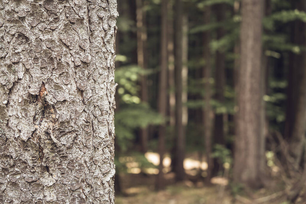 Detailní záběr s kmenem stromu v lese. Abstraktní fotografie. - Fotografie, Obrázek