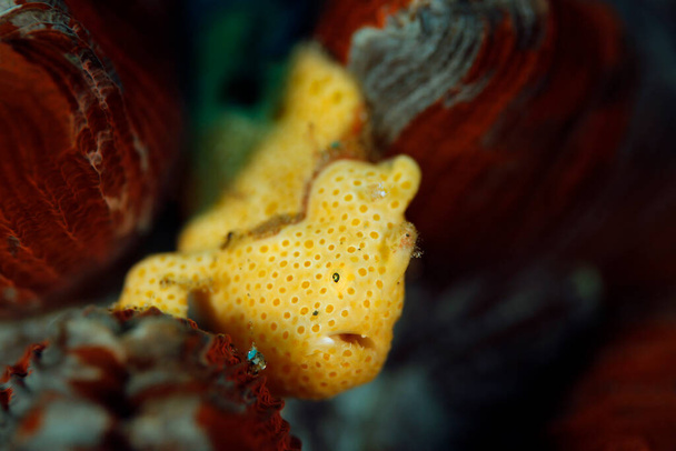 Žluté malované žabí ryby (anténní obrázek) na korálu. Ambon, Indonésie - Fotografie, Obrázek