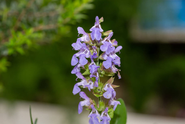 Close up of common sage (salvia officinalis) flowers in bloom - Photo, Image