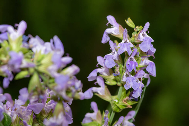Lähikuva yhteisen salvia (salvia officinalis) kukkia kukassa - Valokuva, kuva