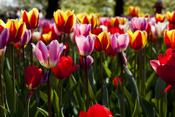 Multi colored tulips - Fotoğraf, Görsel