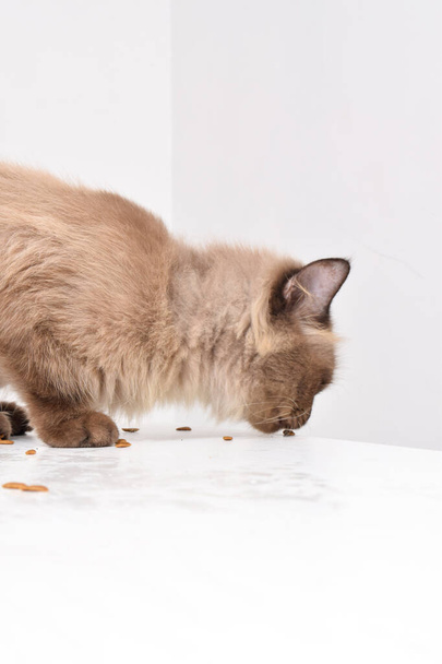Коричневий кіт їсть сухий корм у білій кімнаті, сухий корм у формі риби лизає кіт. Вибірковий фокус - Фото, зображення