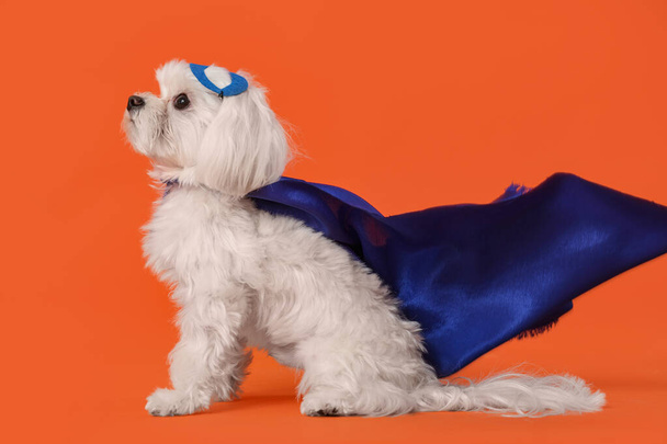 Cute little dog in superhero costume on orange background - Photo, image