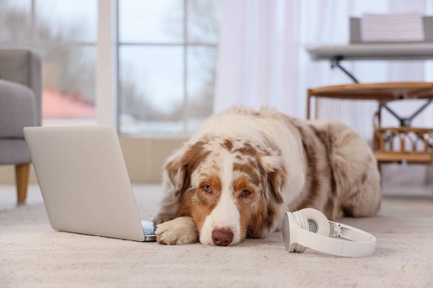 Cute Australian Shepherd dog with laptop and headphones lying on carpet at home - Zdjęcie, obraz