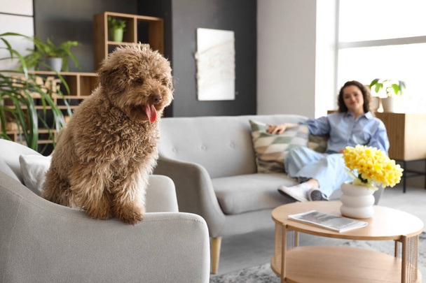 Cute poodle in armchair with young woman at home, closeup - Valokuva, kuva