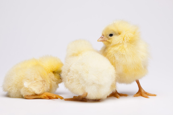 Pasen jonge chick - Foto, afbeelding