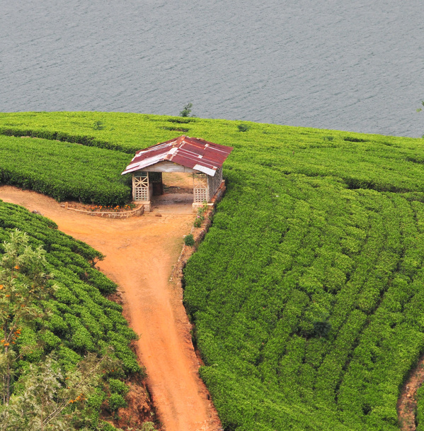 Paesaggio con piantagioni di tè
 - Foto, immagini