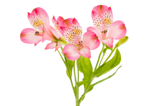 Lindas flores de alstroemeria
 - Foto, Imagem