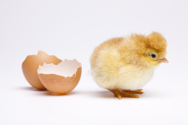 Chick and Egg - Foto, Bild