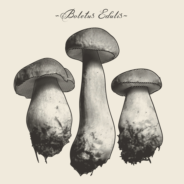 Engraved style mushrooms - Vetor, Imagem