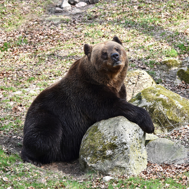 Medvěd hnědý (Ursus arctos) - Fotografie, Obrázek
