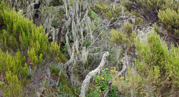 Растительность вокруг горы Мухабура
 - Фото, изображение