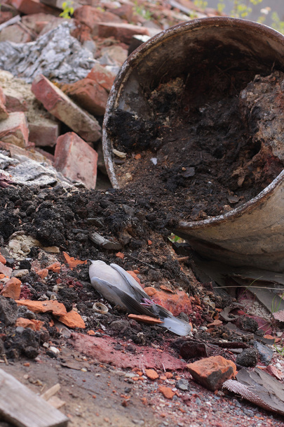 Gołąbek martwy ptak collared leżącego przed baryłkę toksycznych odpadów chemicznych. - Zdjęcie, obraz