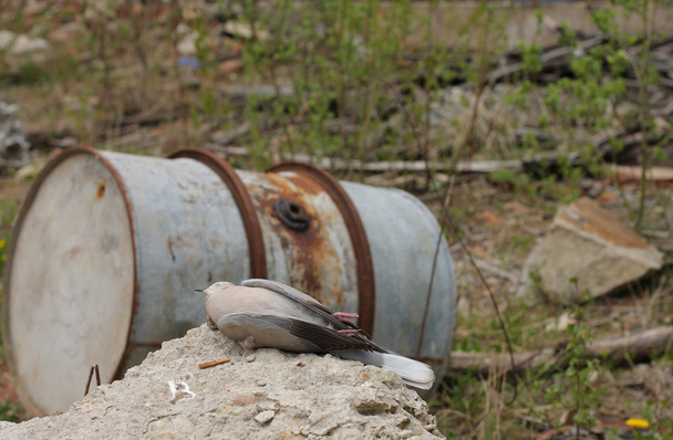 Dead bird collared dove lying in front of  a barrel of  toxic chemical waste - Photo, Image