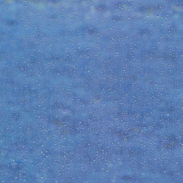 Wet blue back - Photo, Image